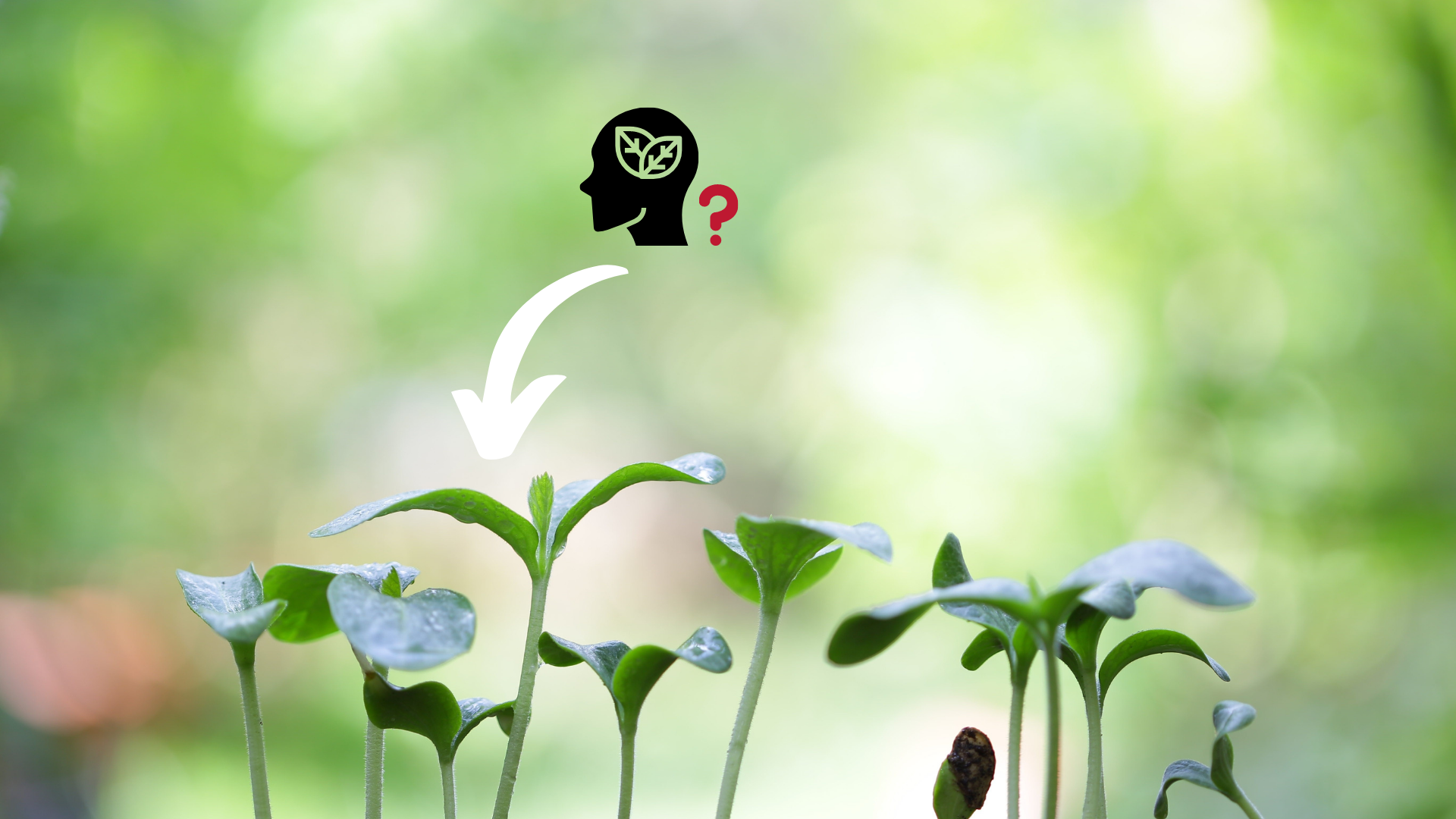Are plants conscious in a similar way as animals? Nutsel